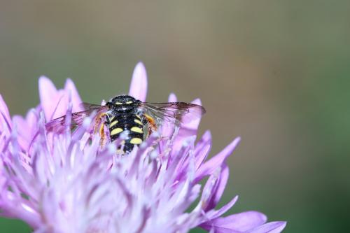 Réf. 264 688 : Pseudoanthidium sp.